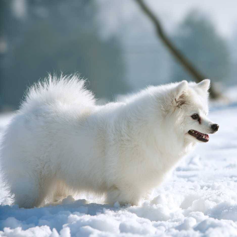 Physical Characteristics of the Indian Spitz