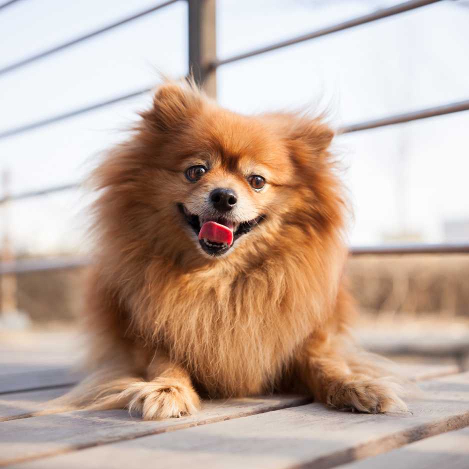 Pomeranian