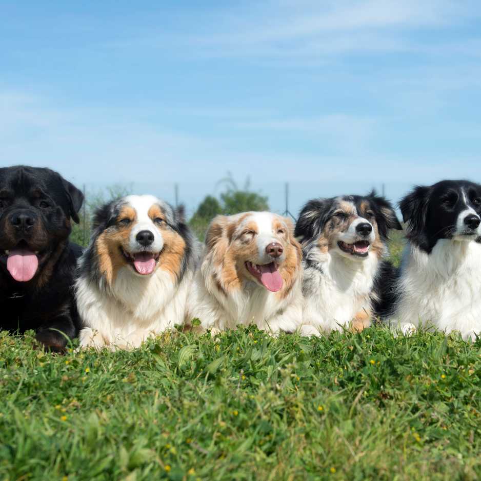 Popular Dog Breeds and Their Unique Traits