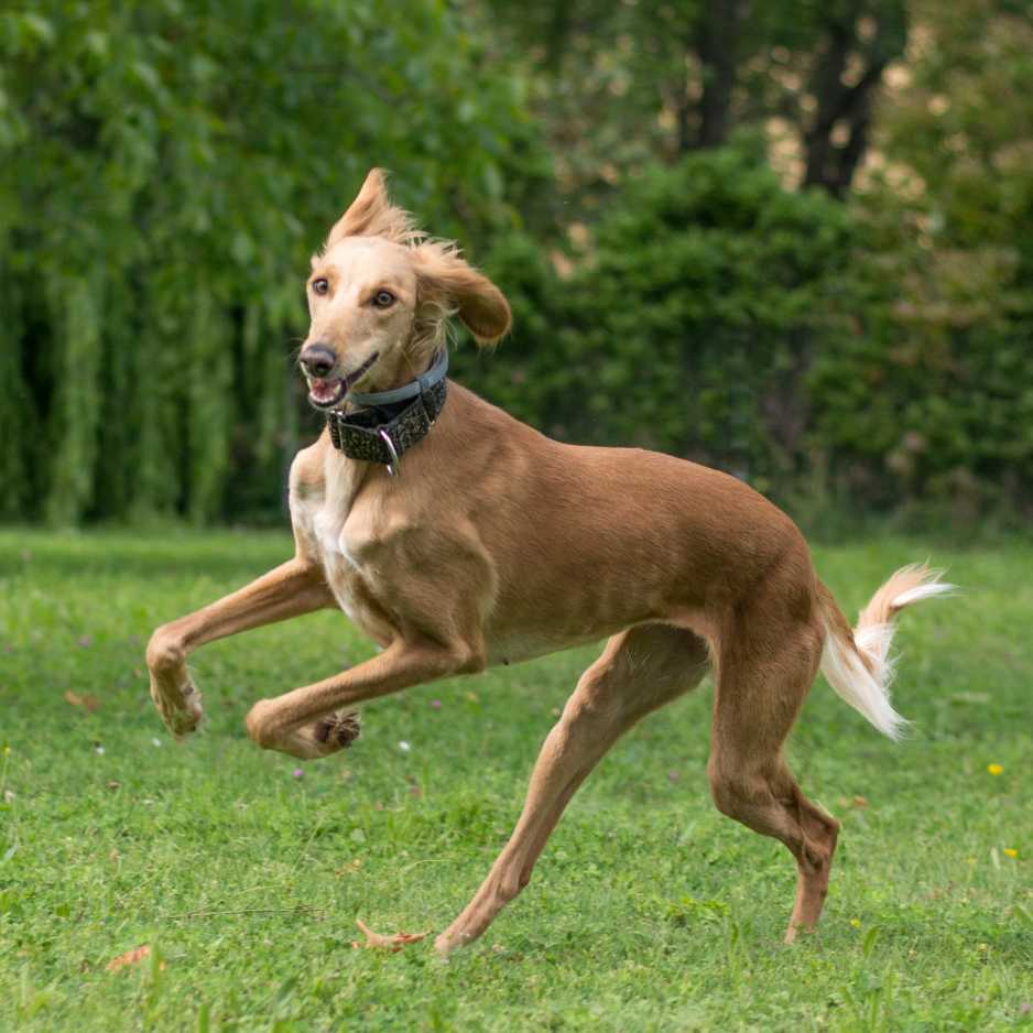 Saluki Dog