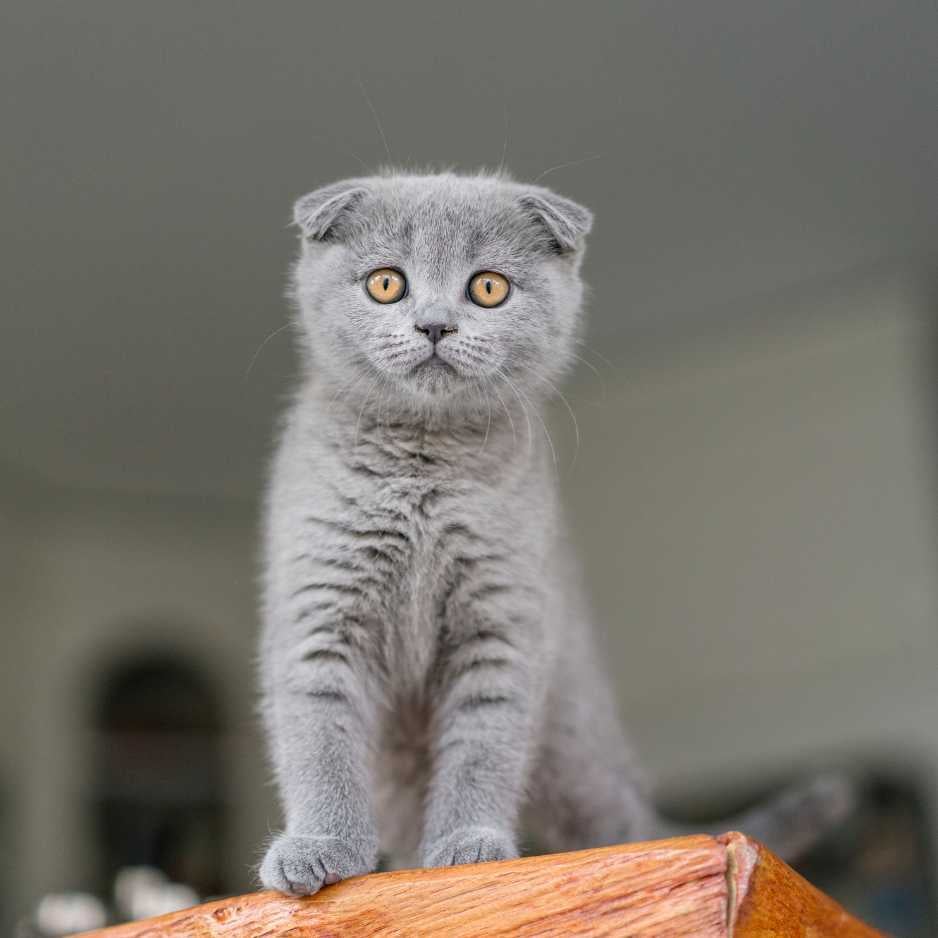 Scottish Fold