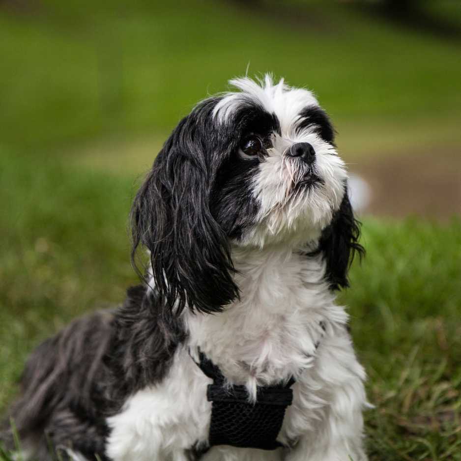 Shih Tzu