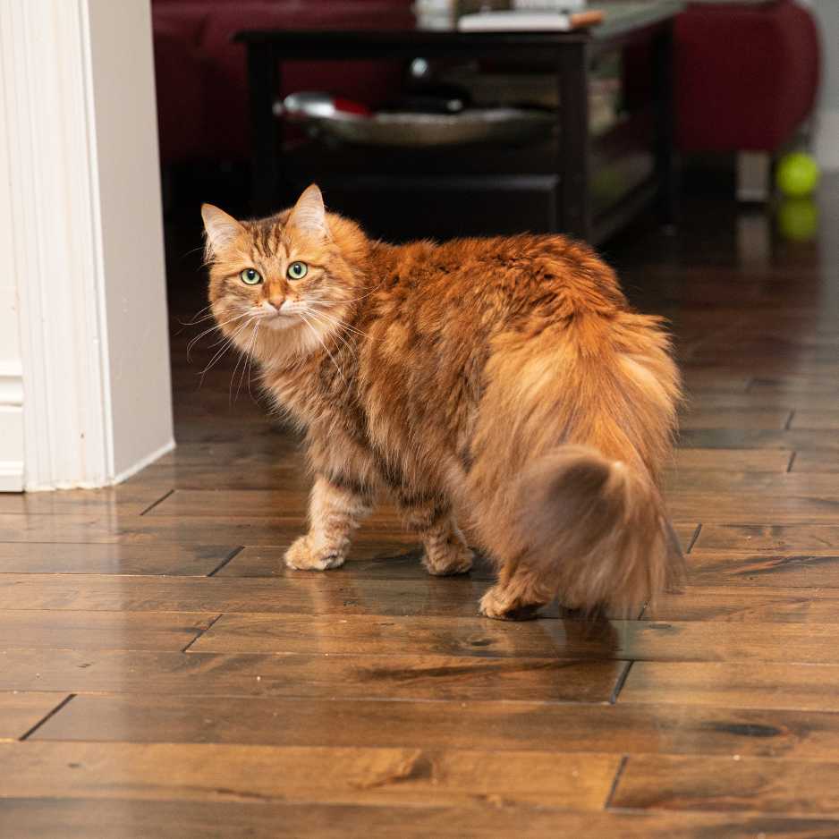 Siberian Cat