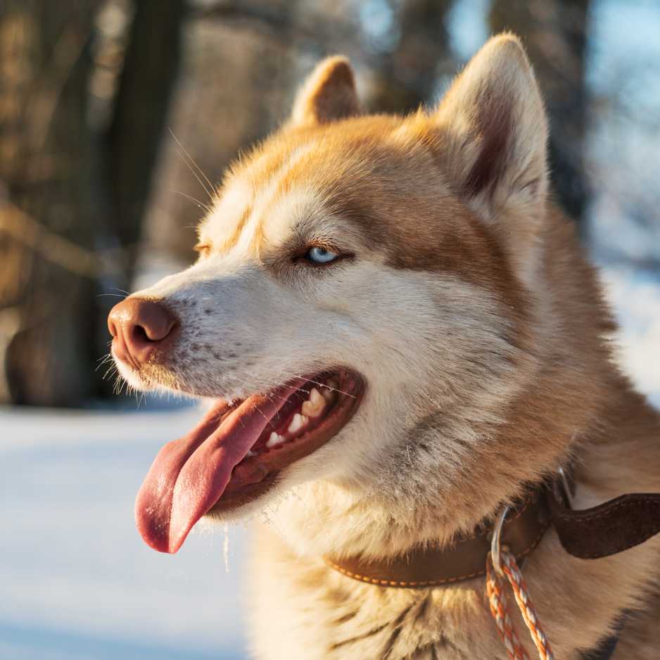 Siberian Husky