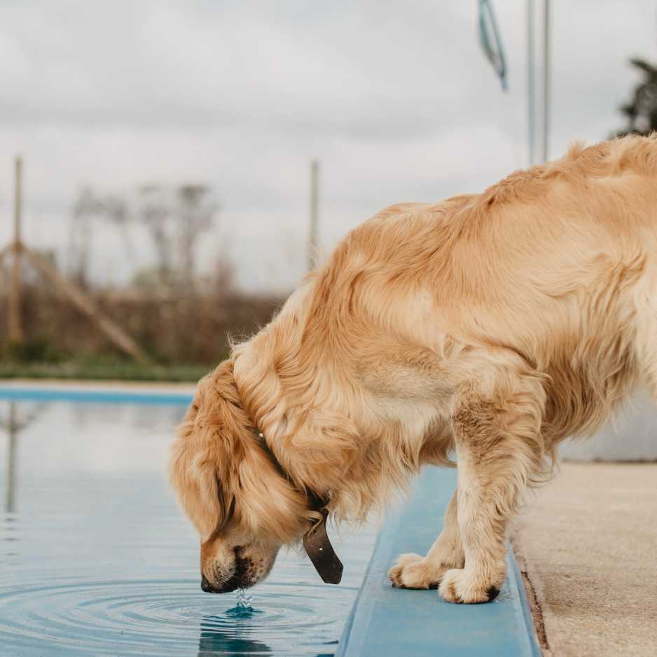 The History of Golden Retrievers