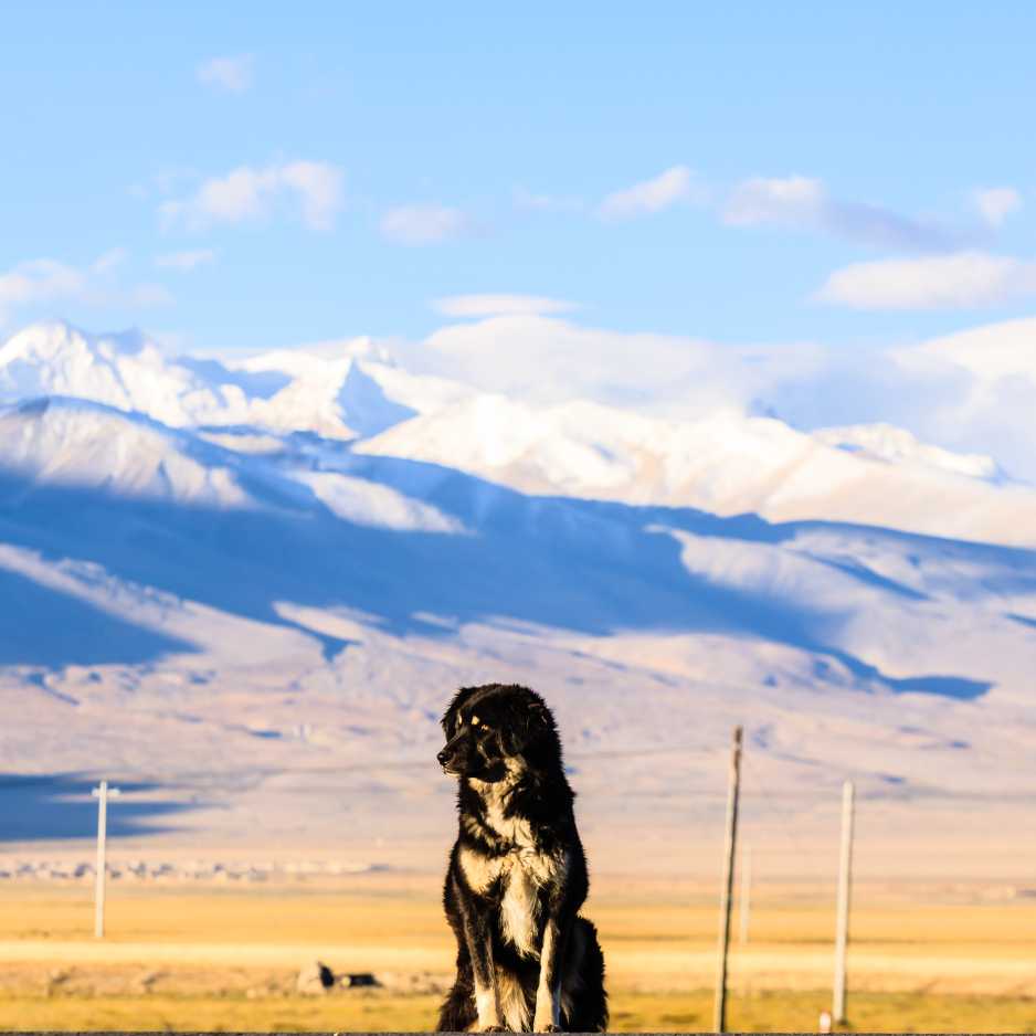 Tibetan Mastiff