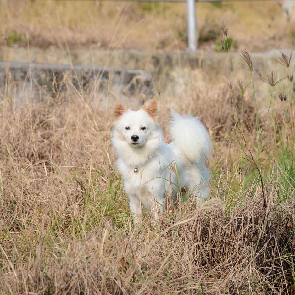 Training Guide for the Indian Spitz