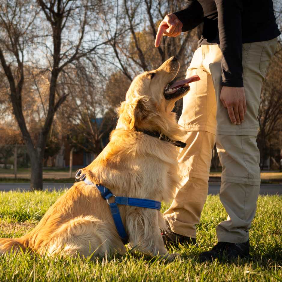 Golden Retrievers Training and Socialization