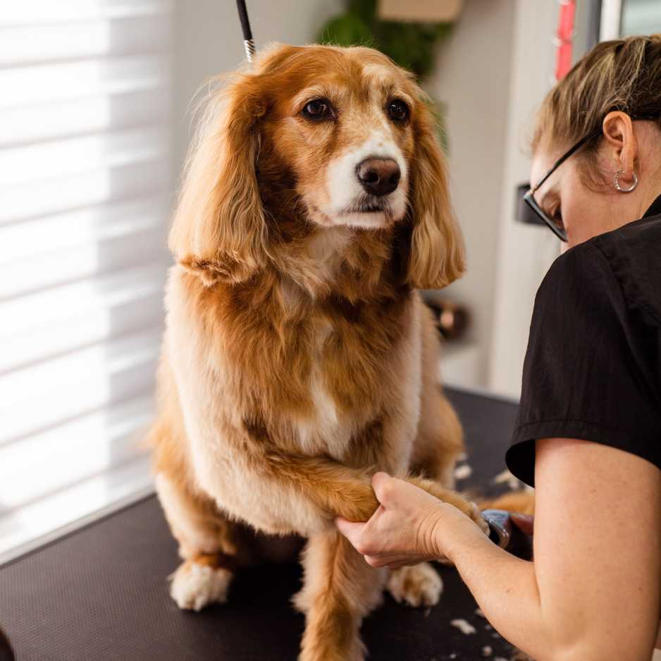 Unique Tips for Stress-Free Dog Grooming