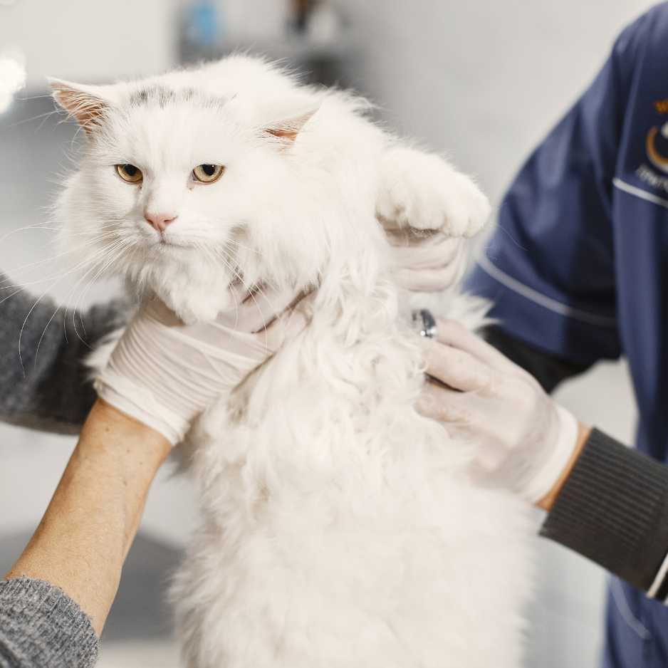 When to Seek Professional Help For Cat Grooming