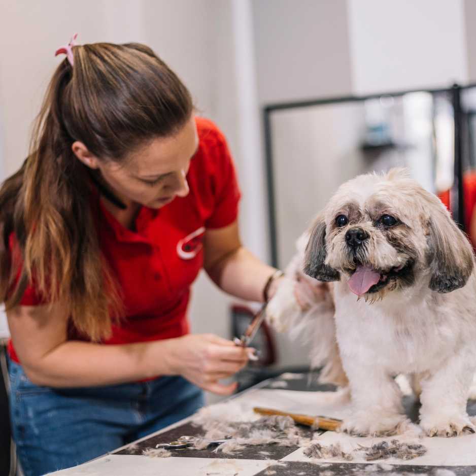 When to Seek Professional Help For Dog Grooming