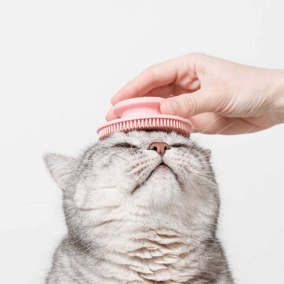 Why Grooming Your Cat at Home Is Important