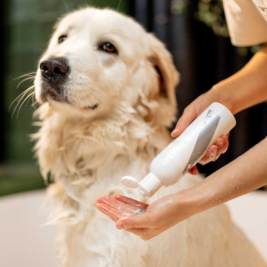 Why Grooming Your Dog at Home is Essential