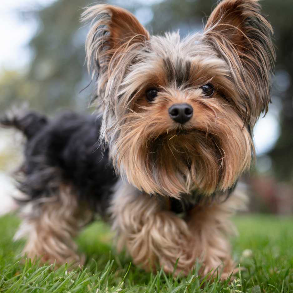 Yorkshire Terrier