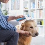 Slicker Brush For Dogs