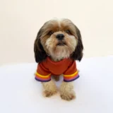 Smiley Rust Sweatshirt for Dogs & Cats