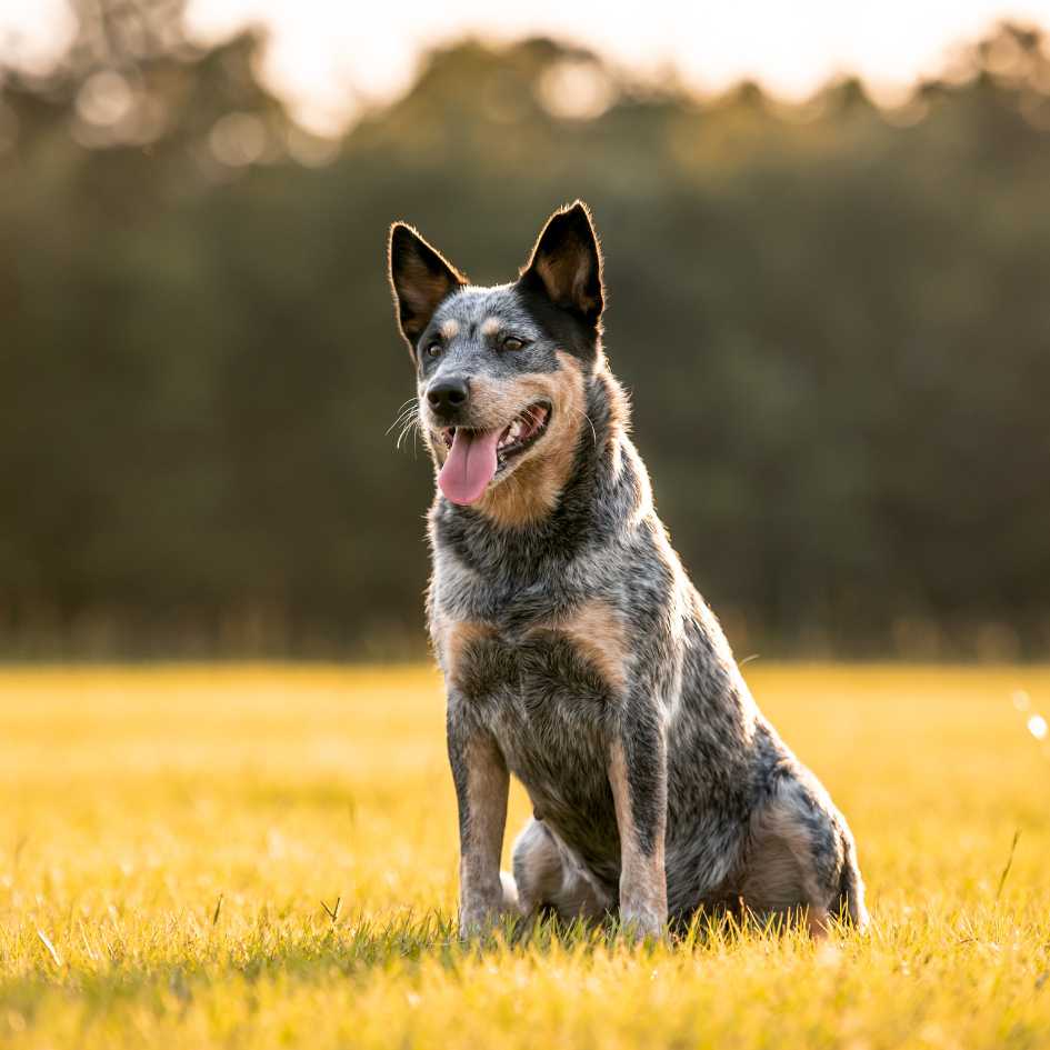 Australian Cattle Dog