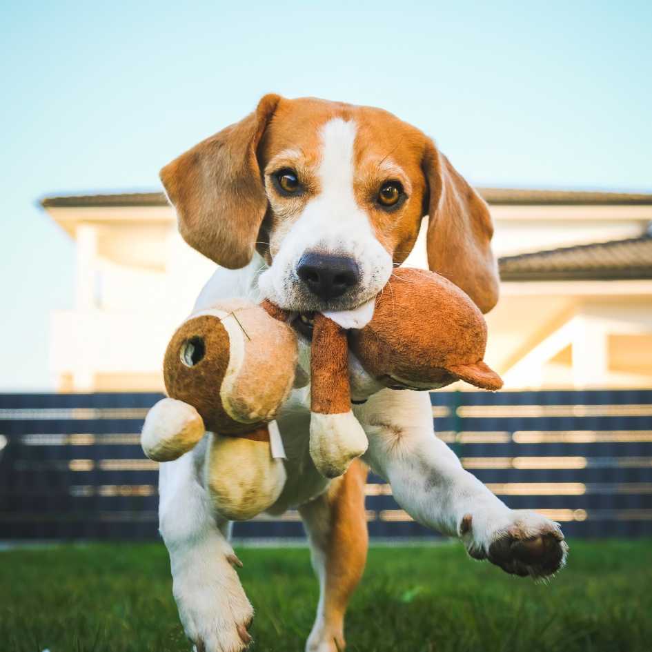 Beagle