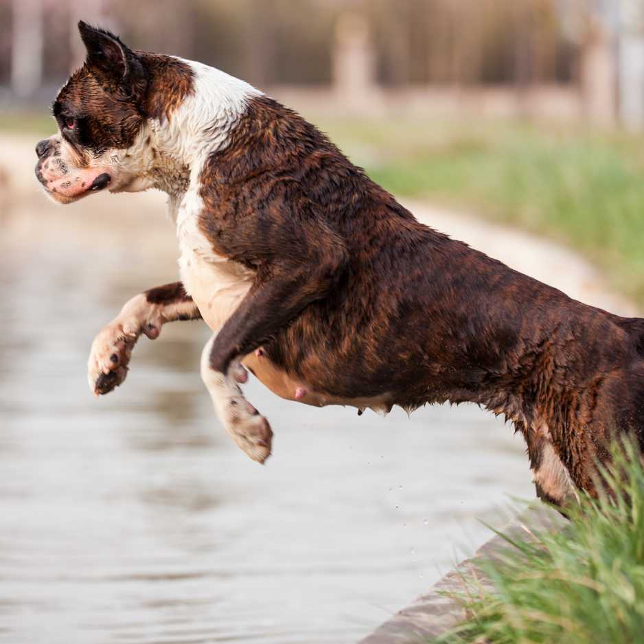 Boxer Dog Temperament and Personality