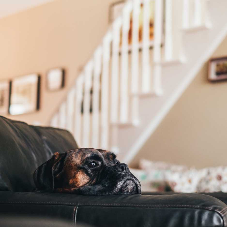 Boxers as Family Pets