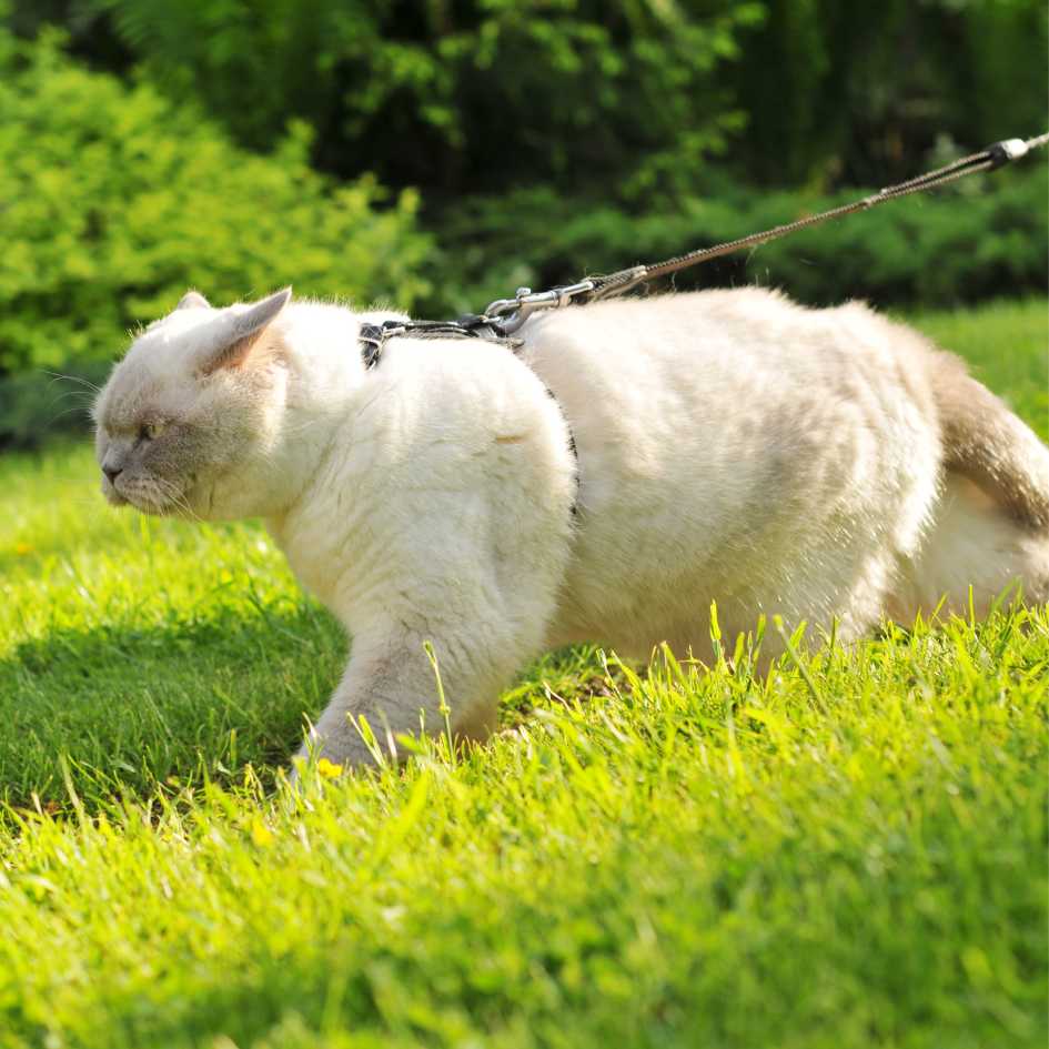 british shorthair cat