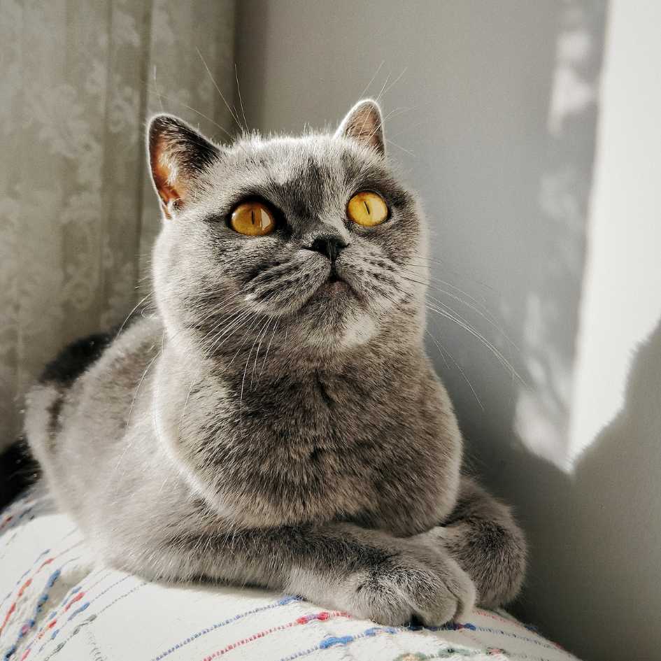 British Shorthair