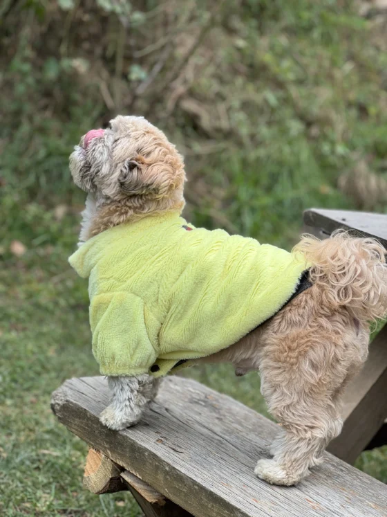 Puffer Lime Yellow Jacket for Dogs & Cats