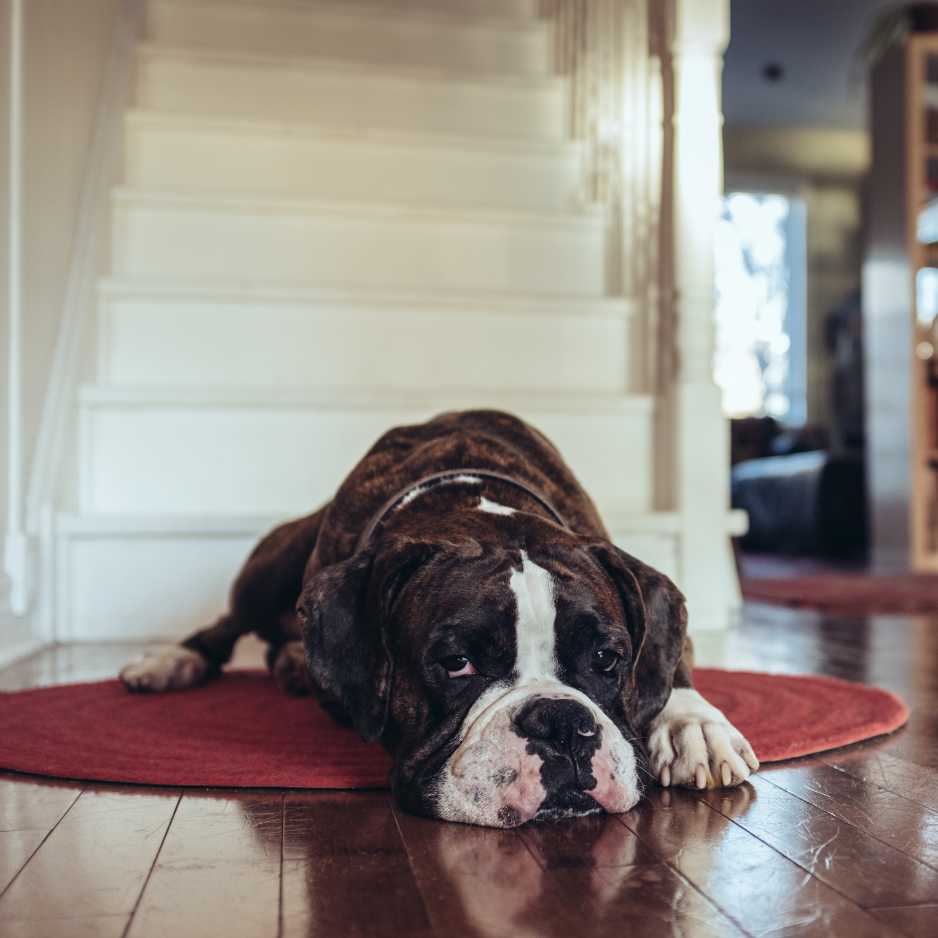 Caring for a Boxer Dog