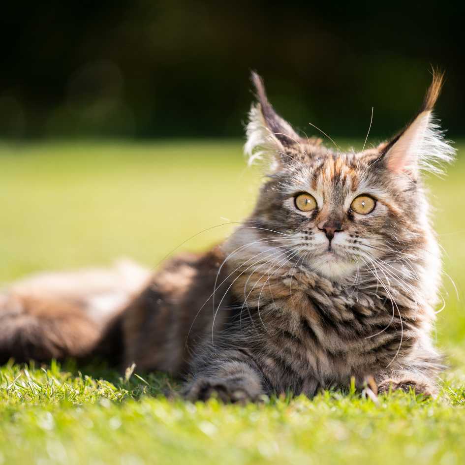 Caring for a Maine Coon Cat