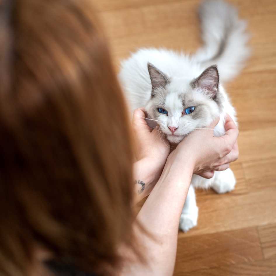 Caring for a Ragdoll Cat