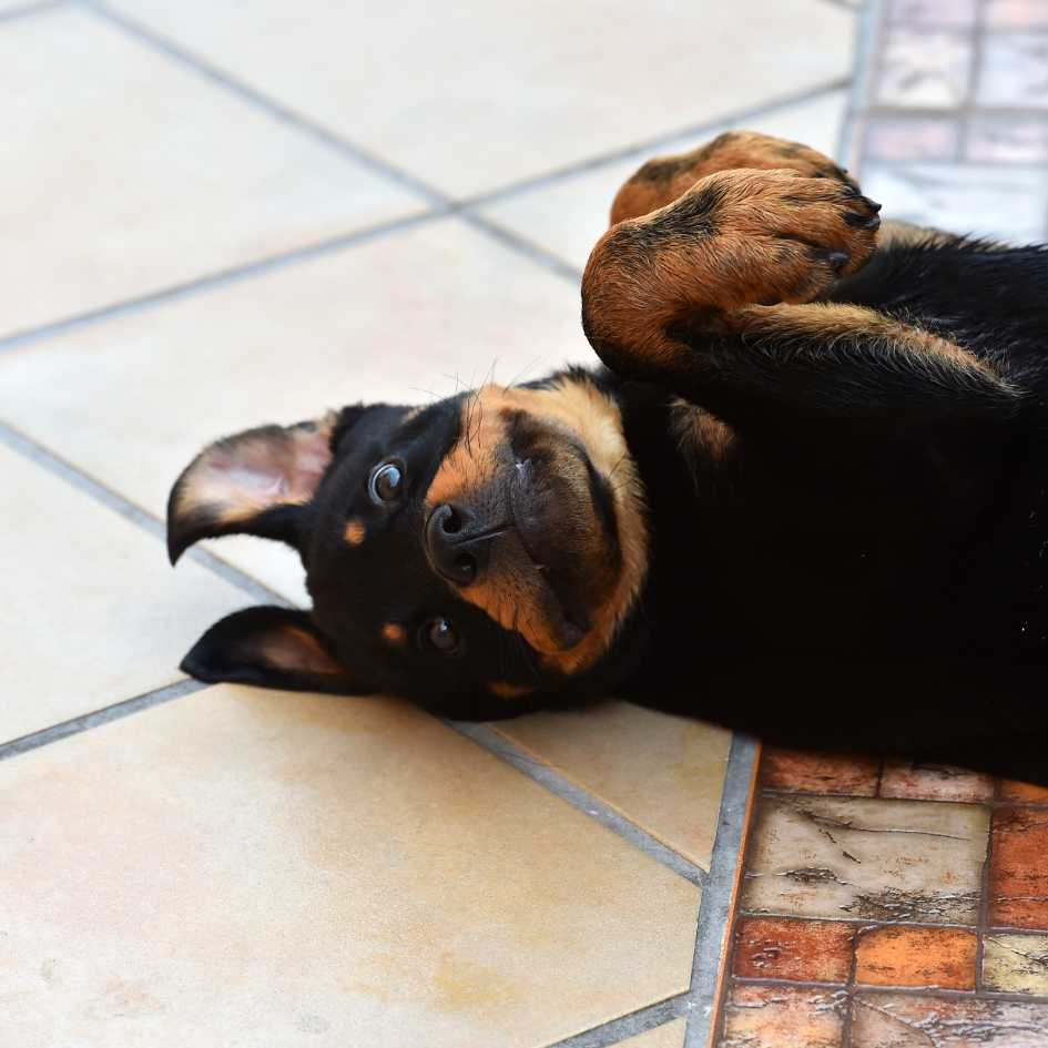 Common Health Issues in Rottweilers