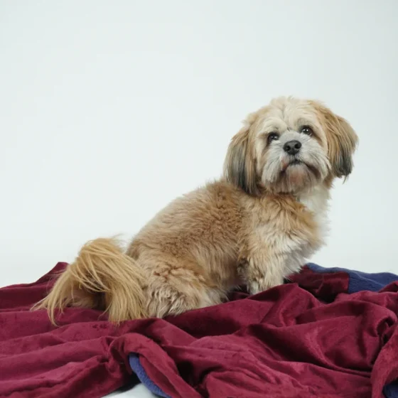 Reversible Blanket For Pets