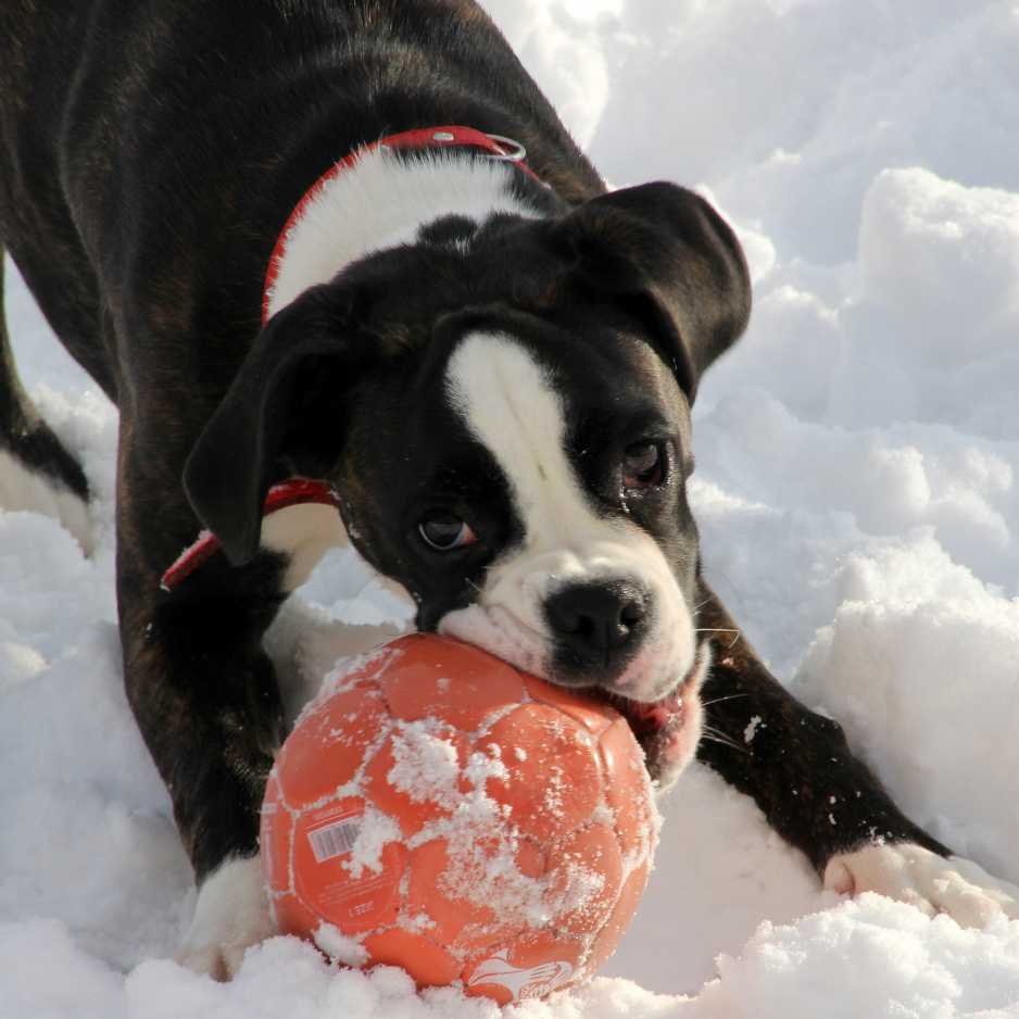 Fun Facts About Boxers