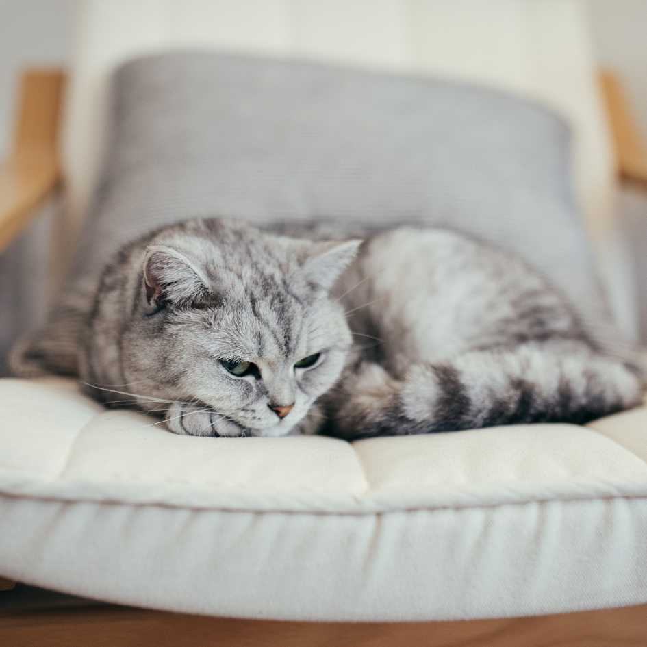 British Shorthair Cat Health and Lifespan