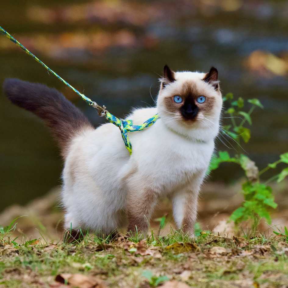 Ragdoll cat health and lifespan