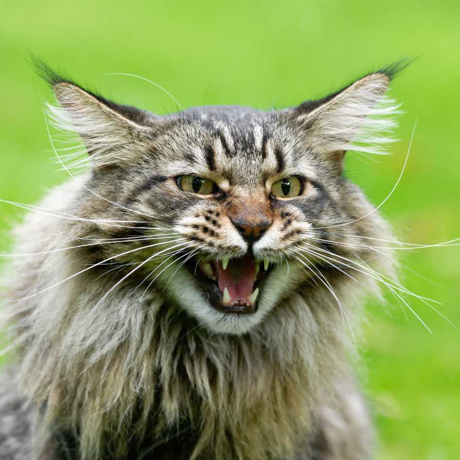 Health and Lifespan of the Maine Coon