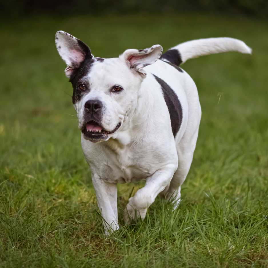 History of Boxer Dogs