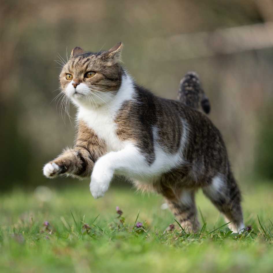 History of the British Shorthair