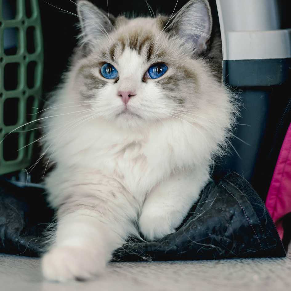 History of the Ragdoll Cat