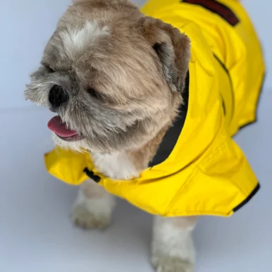 Yellow Raincoat For Dogs & Cats