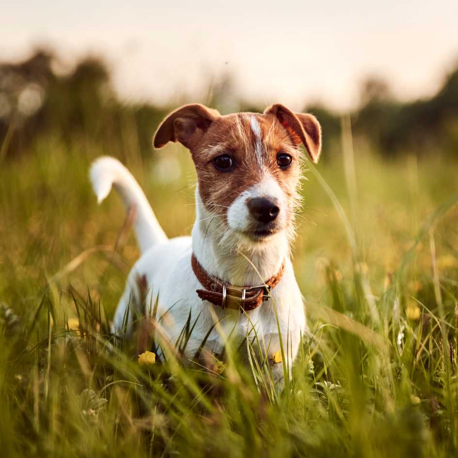 Jack Russell Terrier