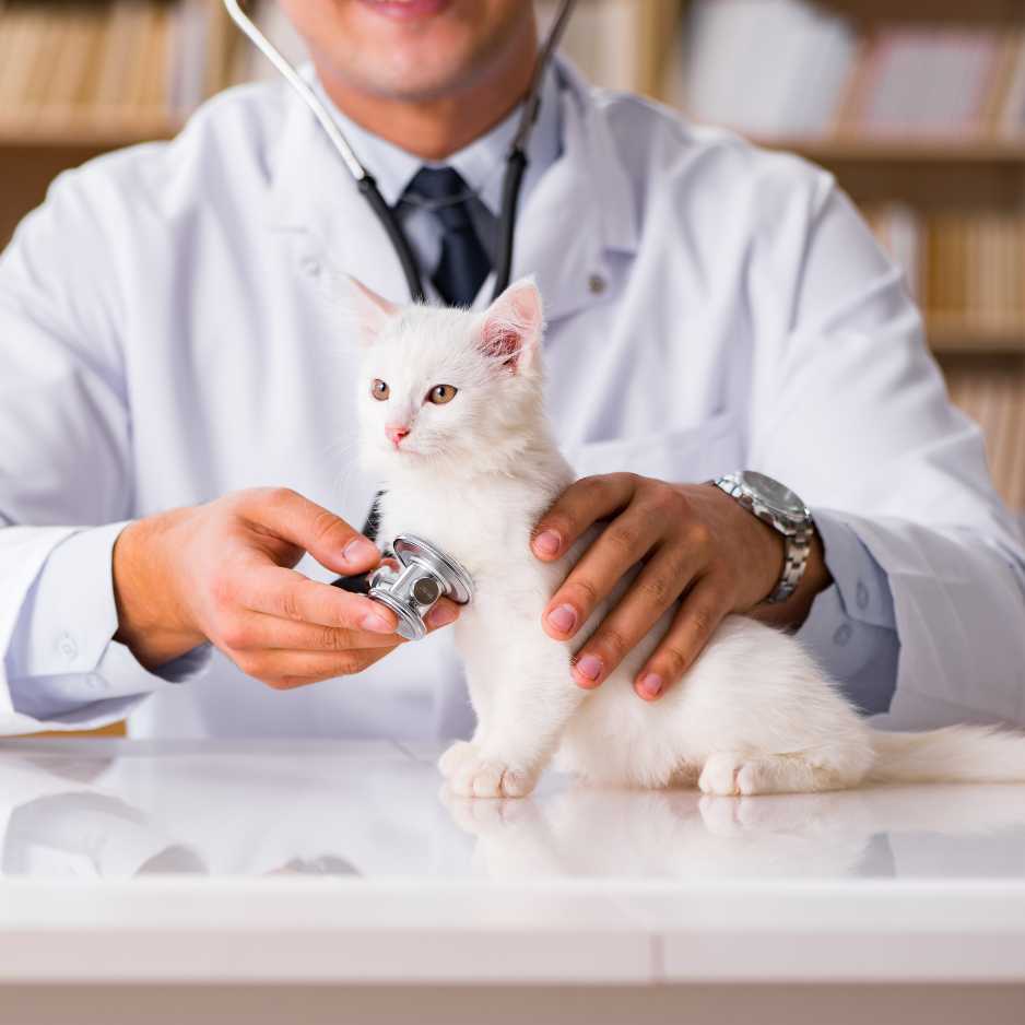 Kitten Health and Veterinary Care