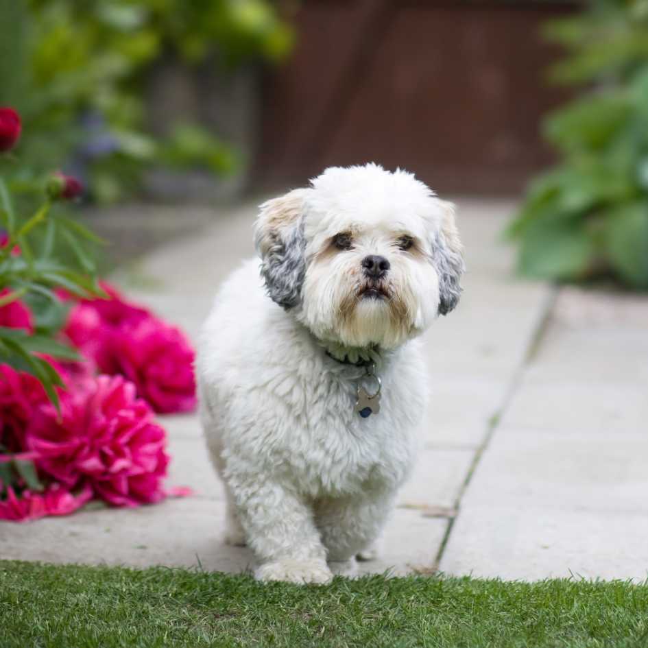 Lhasa Apso