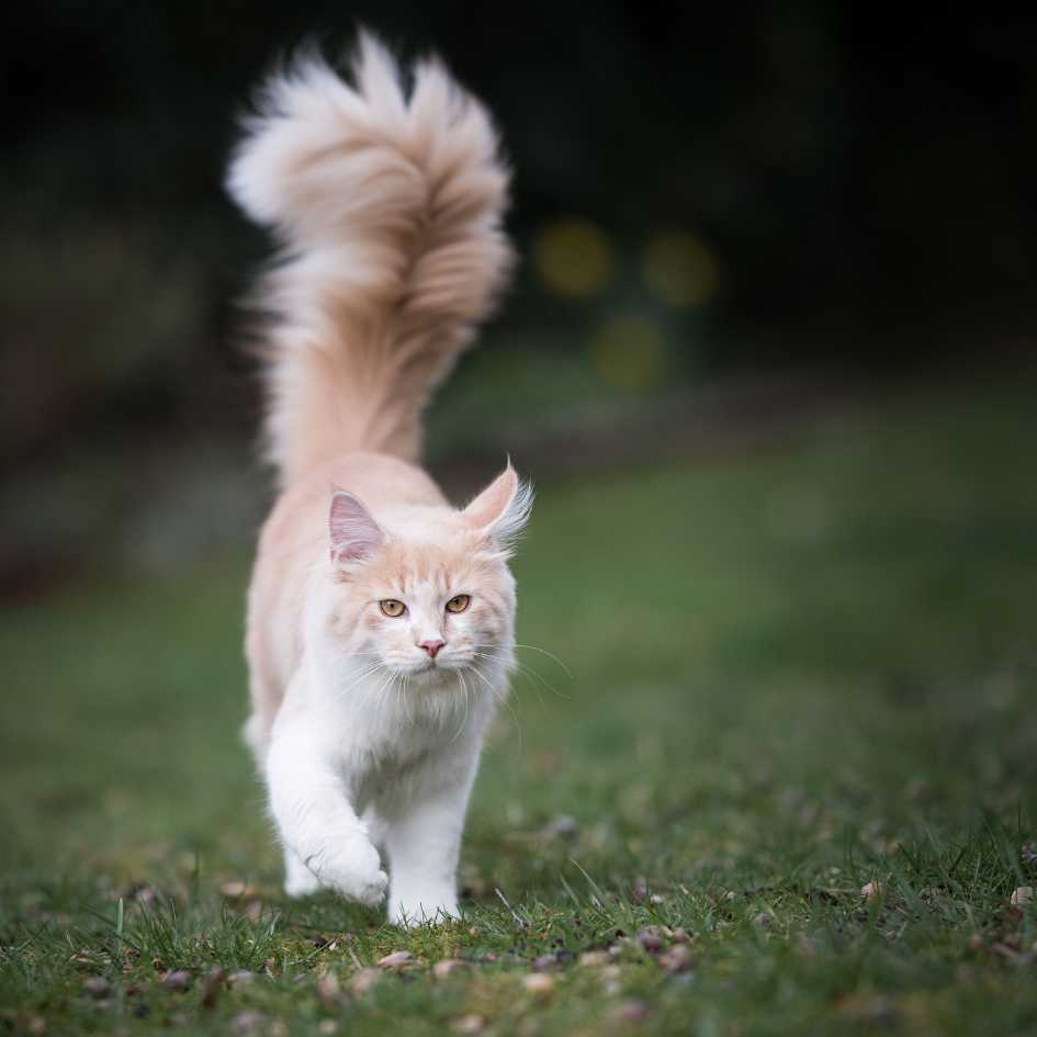 Maine Coon Price in India