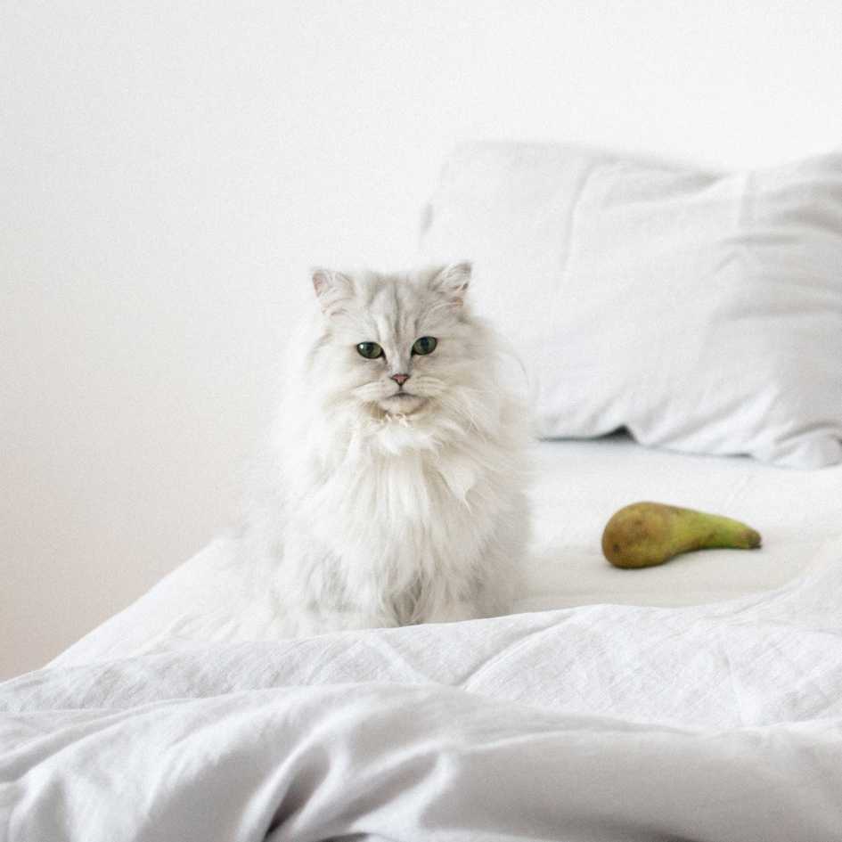 Persian Cat