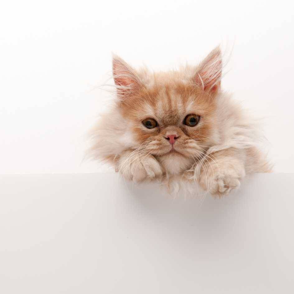 Persian Cat Exercise and Mental Stimulation