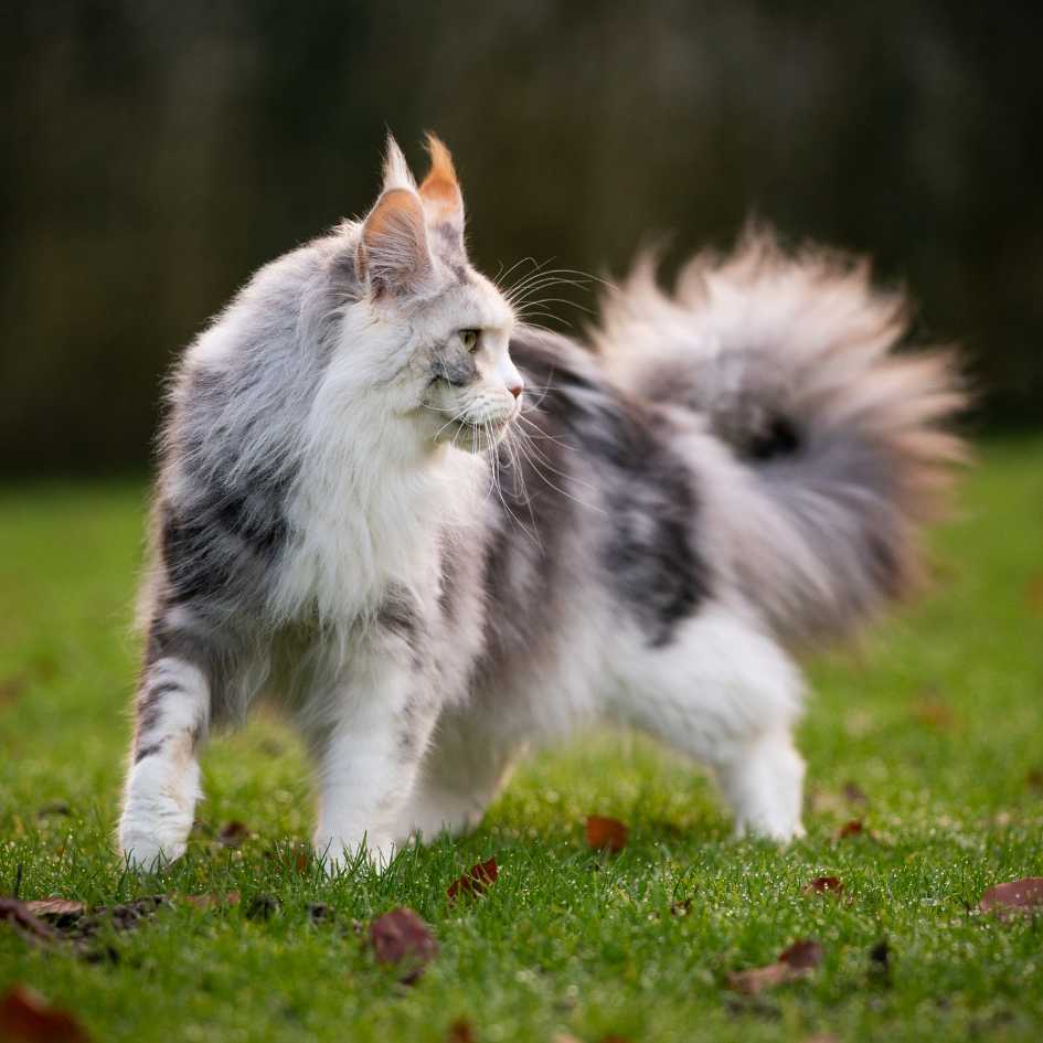 Maine Coon cat personality traits