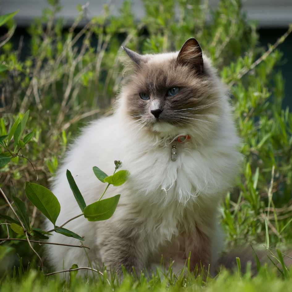 Ragdoll cat personality and temperament