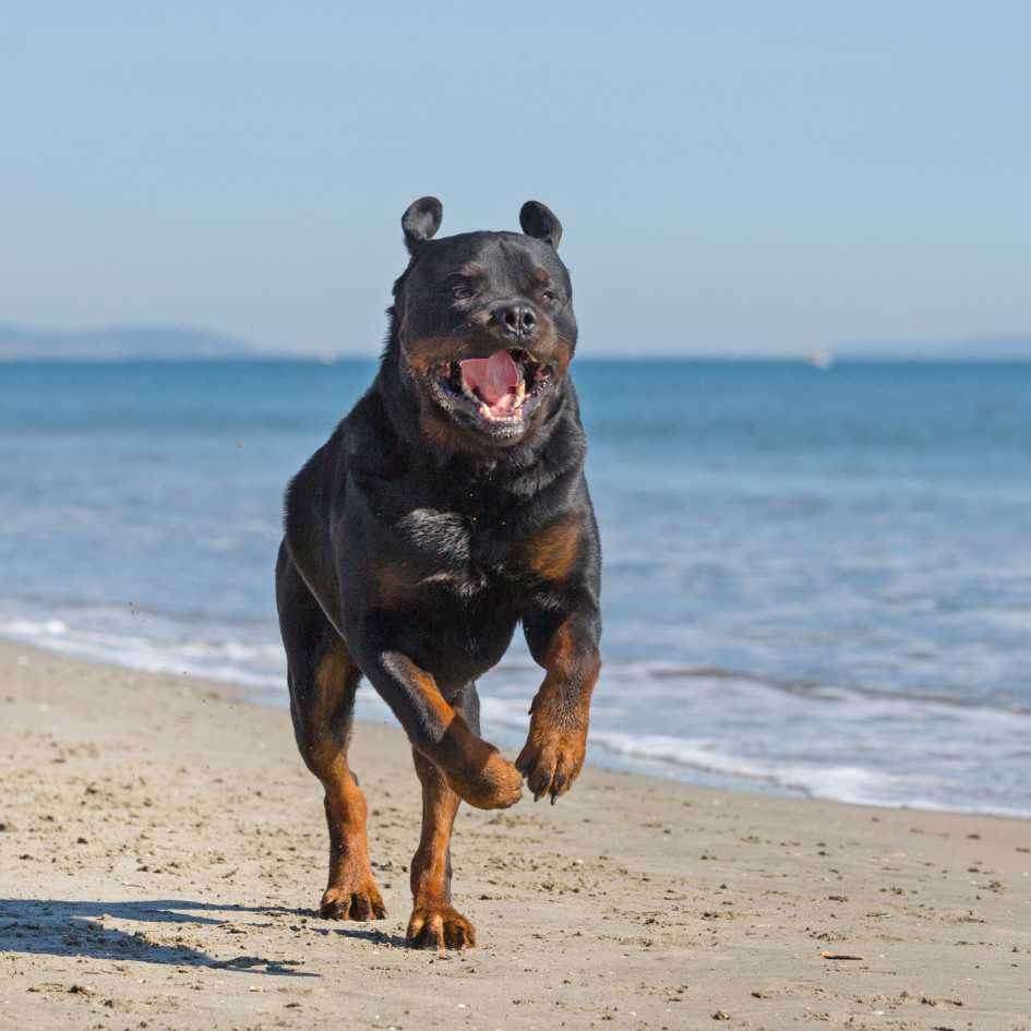 Physical Characteristics of Rottweilers