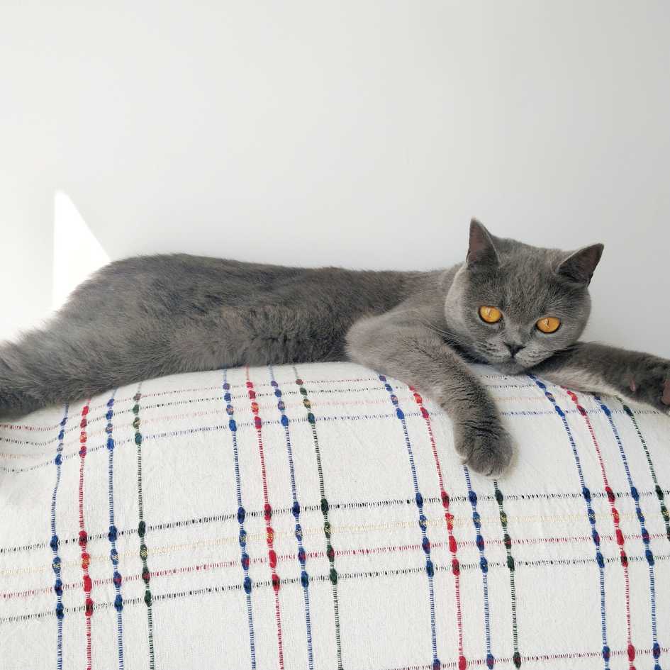 Physical Characteristics of the British Shorthair